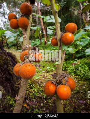 Tomato fruits in a garden near Cerro Punta, Chiriqui province, Republic of Panama, Central America. Stock Photo