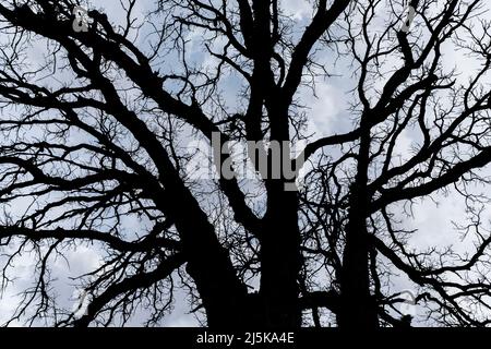 Bur Oak, Quercus macrocarpa, near Battle Creek, Michigan, USA Stock Photo
