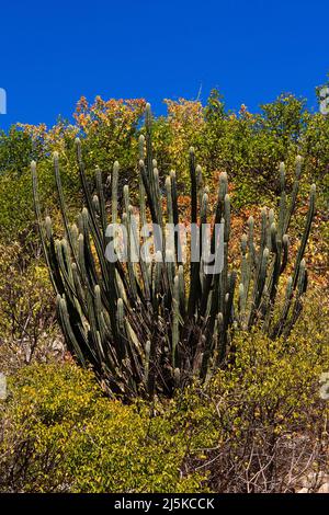 mandacaru cactus (cereus jamacaru) in the caatinga forest, typical of northeastern brazil Stock Photo