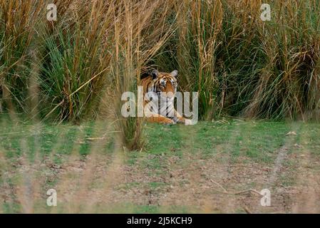 Bengal Tiger at Ranthambhore National Park in Rajasthan Stock Photo