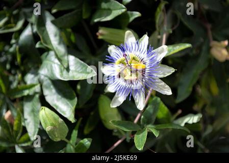 Passiflora caerulea, blue passionflower ,bluecrown passionflower or common passionflower Stock Photo