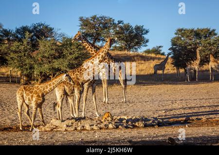 Small group of Giraffes with two cubs drinking at waterhole in Kgalagadi transfrontier park, South Africa ; Specie Giraffa camelopardalis family of Gi Stock Photo