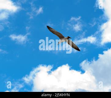 A seagull with spread wings flies against the blue sky on a sunny day. Stock Photo