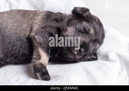 Little sleeping newborn miniature schnauzer puppy on a white background, close-up. Little blind sleeping puppy. Caring for pets Stock Photo