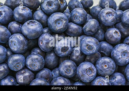 Big wild berry blueberry close-up. Background of fresh ripe sweet blueberries. Texture of blueberries close-up. fresh blueberry background. Stock Photo