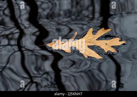 White Oak, Quercus alba, leaf on Beaver pond with tree reflections in Woodland Park and Nature Preserve in Battle Creek, Michigan, USA Stock Photo