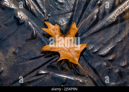 Black Oak leaf and ice on a vernal pond in Woodland Park and Nature Preserve in Battle Creek, Michigan, USA Stock Photo