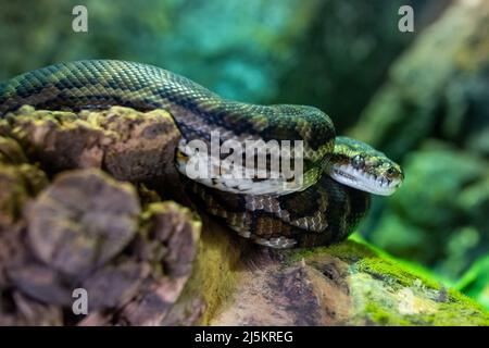 Coastal carpet python (Morelia spilota mcdowelli) close up or the eastern, coastal, or McDowell's carpet python in Australia and New Guinea Stock Photo