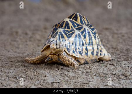 Tortoise Shell - Indian Star Tortoise (Geochelone elegans), Indian