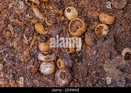 Shagbark Hickory, Carya ovata, nuts in an Eastern Gray Squirrel cache in Woodland Park and Nature Preserve in Battle Creek, Michigan, USA Stock Photo