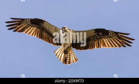 Osprey (Pandion haliaetus) flying overhead and staring down on the hunt for fish.  Photographed in Shasta County, California, USA. Stock Photo