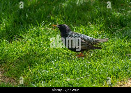 A common starling in the green grass, the bird looks up Stock Photo