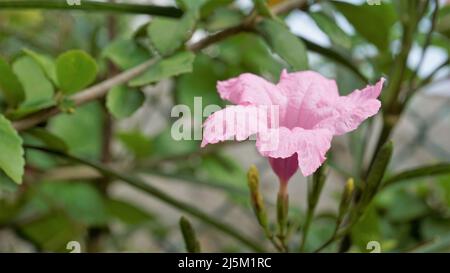 Mayan Pink color flower of Ruellia Simplex with natural green background. Also known as Mexican petunia Stock Photo