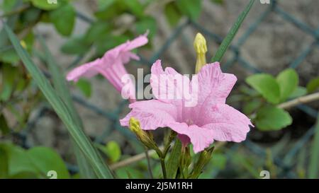 Mayan Pink color flower of Ruellia Simplex with natural green background. Also known as Mexican petunia Stock Photo