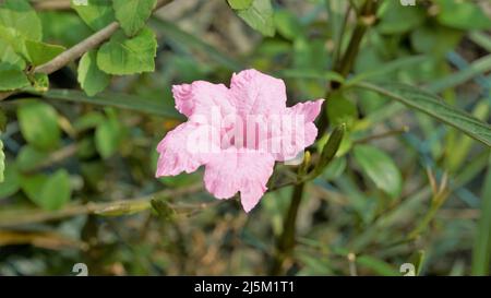 Mayan Pink color flower of Ruellia Simplex with natural green background. Also known as Mexican petunia Stock Photo