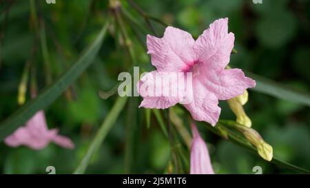 Mayan Pink color flower of Ruellia Simplex with natural green background. Also known as Mexican petunia Stock Photo