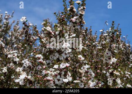 Tea tree or manuka or leptospermum scoparium plant branches with flowers and buds on the clear blue sky Stock Photo