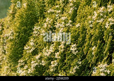 Platycladus orientalis or oriental arborvitae or biota or chinese thuja plant branches with female cones in the spring Stock Photo