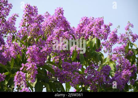 Lagerstroemia speciosa, commonly Pride of India, Queen Crepe Myrtle. Kolkata, West Bengal, India. Stock Photo