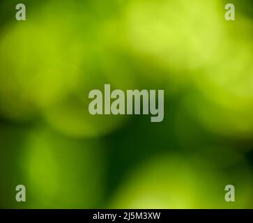 Bokeh green background, bokeh green abstract Stock Photo