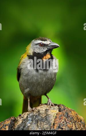 Buff-throated Saltator, Saltator maximus, exotic bird sitting on the branch in the green forest. Tropic tanager in the nature habitat at Costa Rica, C Stock Photo