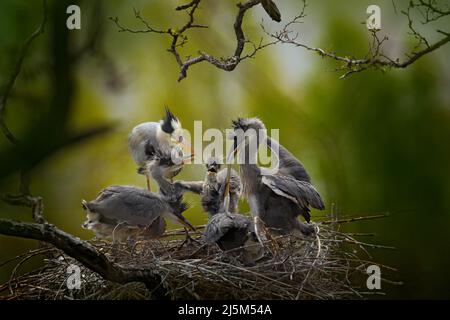 Bird family in the nest. Feeding scene during nesting time. Grey heron with young in the nest. Food in the nest with young herons. Birds in the nest. Stock Photo