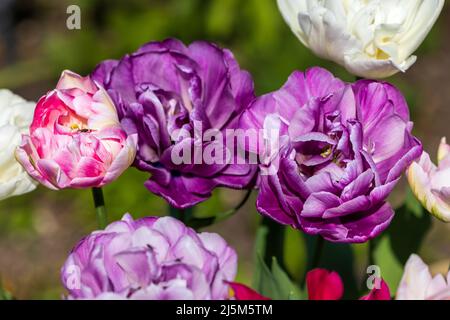 Beautiful display of Tulips Stock Photo