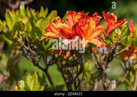 Rhododendron jacksonii hi-res stock photography and images - Alamy