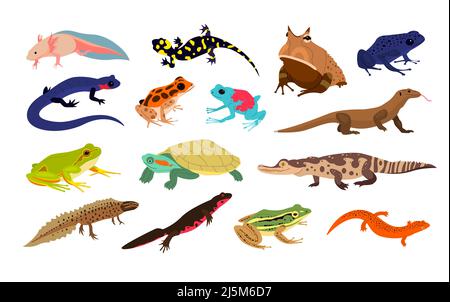 Exotic amphibians hot sale
