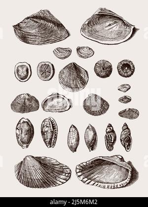Group of different clam and sea snail shells in a row, after antique engraving from 18th century Stock Vector