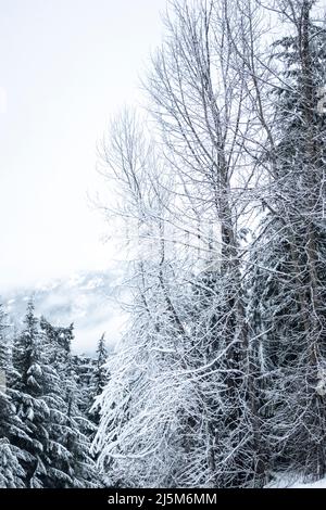 snow covered tree in BC, Canada Stock Photo
