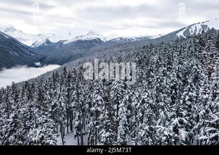 view of the Fitzsimmons mountain range in the winter with a snow covered evergreen tree forest, taken from the Peak to Peak gondola at Whistler and Bl Stock Photo