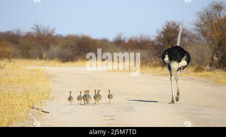 Common ostrich with chicks, Etosha National Park, Namibia Stock Photo