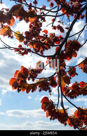 Copper beech ,Fagus sylvatica f. purpurea Stock Photo
