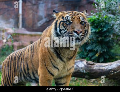 A tiger, seen in Biopark - Zoo of Rome, Italy  Stock Photo