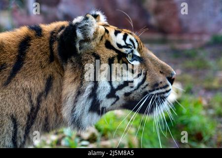 Head of a tiger in Biopark - Zoo of Rome, Italy  Stock Photo