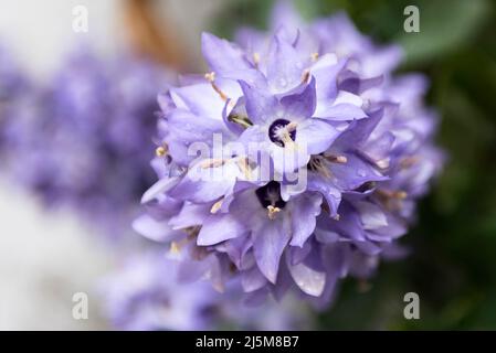 Campanula pyramidalis, the chimney bellflower Stock Photo
