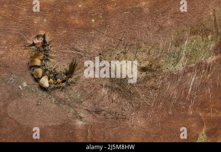 Live Oak Tussock caterpillar Orgyia detrita cocoon in Crepe