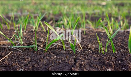 Barley sprouts germinate from the soil in the field. Row of sprouted grain, leaves of agricultural plants Stock Photo