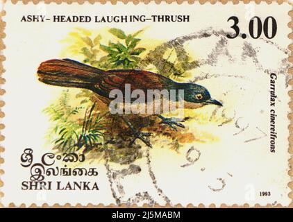 Ashy-headed Laughingthrush (Garrulax cinereifrons) adult, perched on ...