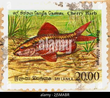 Photo of a Sri Lankan postage stamp with an image of a Cherry Barb fish Barbus titteya 1990 Stock Photo