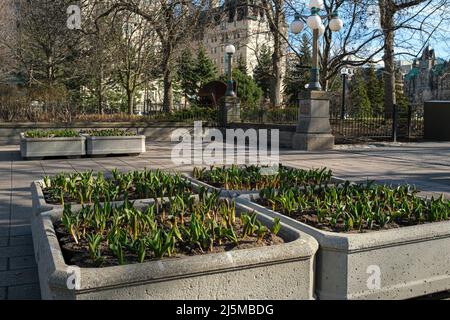 Ottawa, Ontario, Canada - April 22, 2022: Tulips planted in large concrete planters at Major's Hill Park grow before the Canadian Tulip Festival. Stock Photo