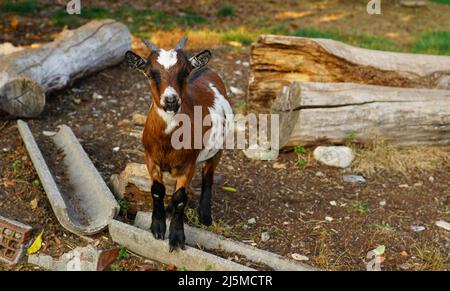 Swiss brown goat in south of Switzerland Stock Photo