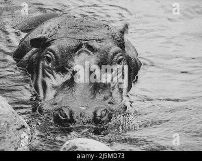 Close up on Hippo's head peaking out of the water. Stock Photo