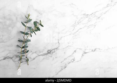 Eucalyptus leaves on grey marble background. Frame made of eucalyptus branches. Flat lay, top view, copy space Stock Photo