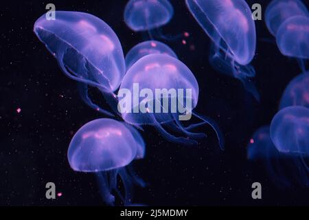 A swarm of purple box jellyfish glowing in the dark water Stock Photo