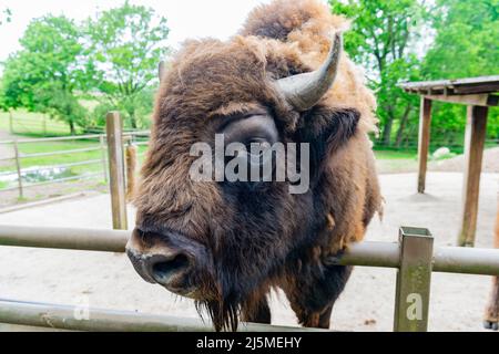 big bison head in animal park outdoor Stock Photo