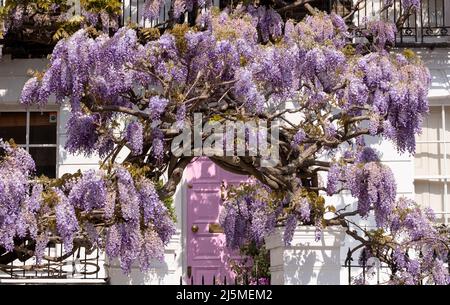 Wisteria in full bloom growing outside a white painted house with pink door in Kensington, London, uK. Photographed on a sunny spring day. Stock Photo