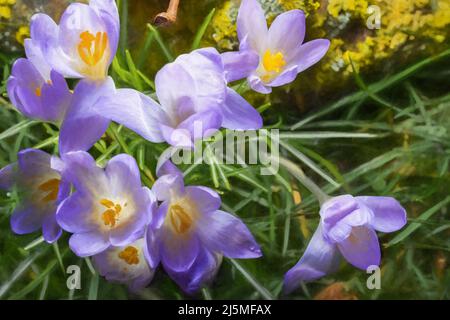 Fine art poster. Digital abstract oil painting of a perennial purple Crocus flower of the Iris family. Stock Photo