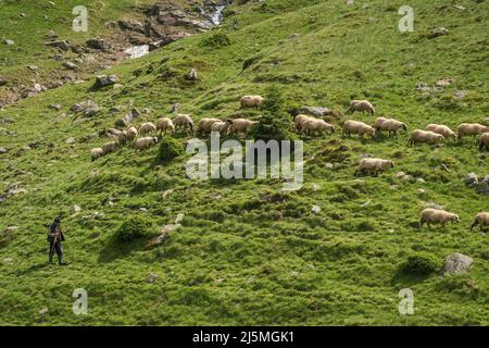 Big Herd of sheeps grazing in mountains. Stock Photo